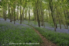 Coteaux de la Baffardière - Champ Saint Père